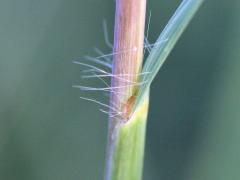 (Big Bluestem) ligule (Big Bluestem) ligule