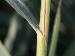 (Switch Grass) ligule (Switch Grass) ligule