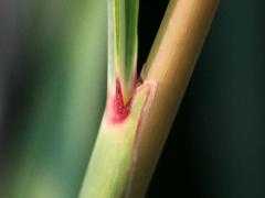 (Indian Grass) ligule (Indian Grass) ligule