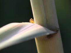 (Prairie Cord Grass) ligule (Prairie Cord Grass) ligule