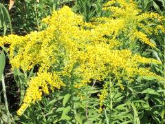 (Tall Goldenrod) (Tall Goldenrod)