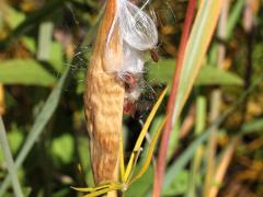 (Whorled Milkweed) fruit (Whorled Milkweed) fruit