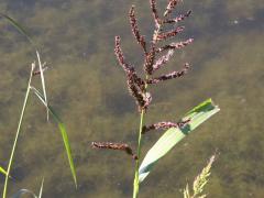 (Barnyard Grass) (Barnyard Grass)