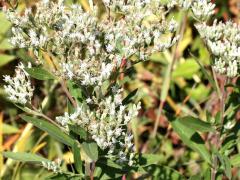 (Tall Boneset) (Tall Boneset)