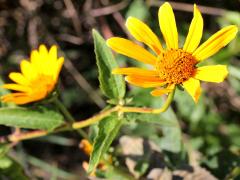 (False Sunflower) (False Sunflower)