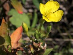 (Common Evening Primrose) (Common Evening Primrose)