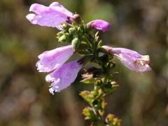 (False Dragonhead) (False Dragonhead)
