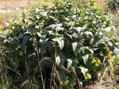 (Cup Plant) (Cup Plant)