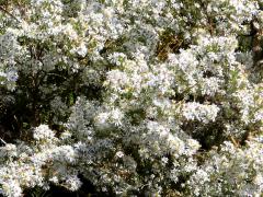 (Heath Aster) (Heath Aster)