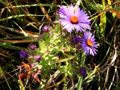 (New England Aster) (New England Aster)