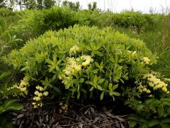 (Cream Wild Indigo) (Cream Wild Indigo)