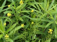 (Yellow Rocket) (Yellow Rocket)