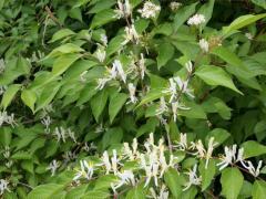 (Amur Honeysuckle) (Amur Honeysuckle)