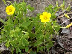 (Slender Yellow Woodsorrel) (Slender Yellow Woodsorrel)