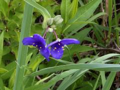 (Common Spiderwort) (Common Spiderwort)