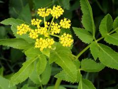 (Golden Alexanders) (Golden Alexanders)