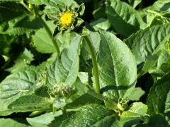 (False Sunflower) (False Sunflower)