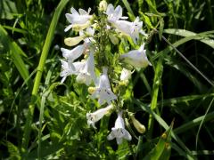(Foxglove Beard Tongue) (Foxglove Beard Tongue)