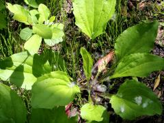 (Blackseed Plantain) (Blackseed Plantain)