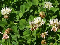 (White Clover) (White Clover)