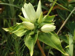 (Cream Gentian) (Cream Gentian)