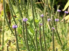 (Hoary Vervain) (Hoary Vervain)