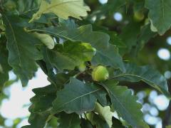 (Swamp White Oak) fruit (Swamp White Oak) fruit