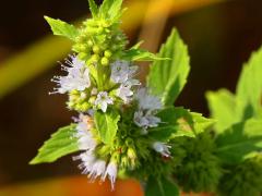 (Wild Mint) (Wild Mint)