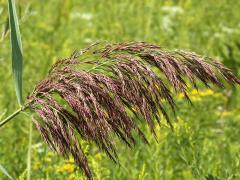 (Common Reed) (Common Reed)