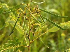 (Wild Senna) fruit (Wild Senna) fruit