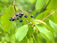 (Silky Dogwood) fruit (Silky Dogwood) fruit