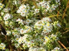 (Heath Aster) (Heath Aster)