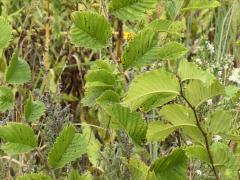 (Siberian Elm) (Siberian Elm)