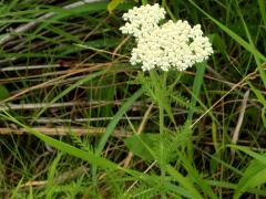 (Yarrow) (Yarrow)