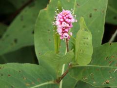 (Water Knotweed) emersa short (Water Knotweed) emersa short