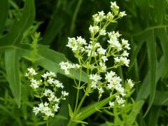 (Northern Bedstraw) (Northern Bedstraw)
