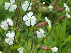 (White Campion) (White Campion)