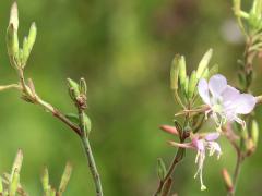 (Biennial Gaura) plant (Biennial Gaura) plant