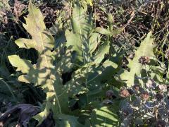 (Prairie Dock) hybrid on Compass Plant (Prairie Dock) hybrid on Compass Plant