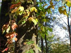 (Poison Ivy) on Virginia Creeper