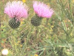 (Field Thistle) (Field Thistle)