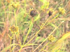 (Tall Coreopsis) (Tall Coreopsis)