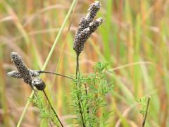 (Purple Prairie Clover) fruit (Purple Prairie Clover) fruit