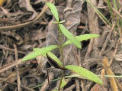 (Purple Coneflower) seedling (Purple Coneflower) seedling