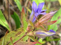 (Downy Gentian) (Downy Gentian)