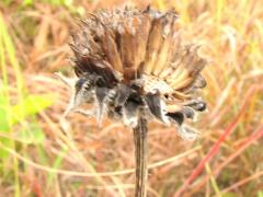 (Downy Sunflower) fruit (Downy Sunflower) fruit