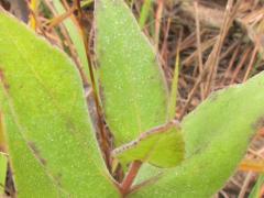 (Downy Sunflower) leaves (Downy Sunflower) leaves
