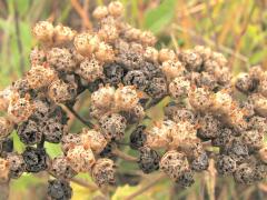 (Wild Quinine) fruit (Wild Quinine) fruit