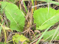 (Wild Quinine) (Wild Quinine)