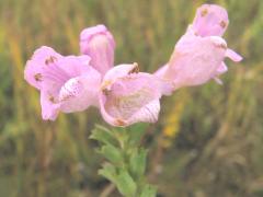 (False Dragonhead) flower (False Dragonhead) flower